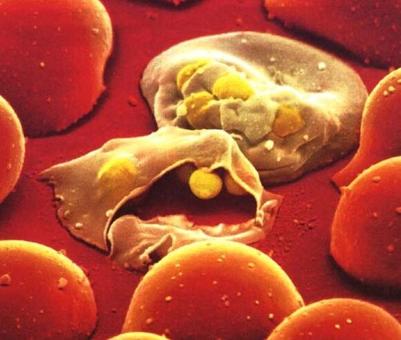 the simplest plasmodium malaria parasite