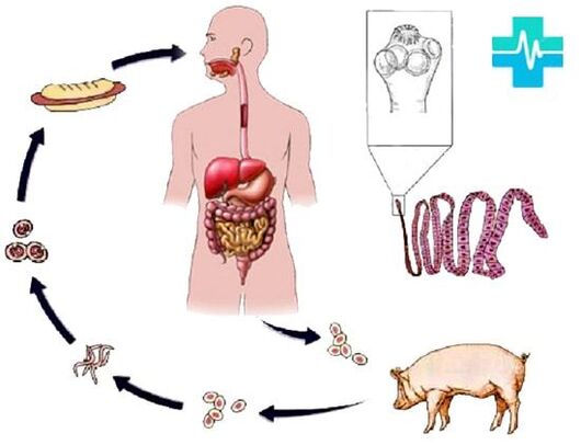 Manner of infection